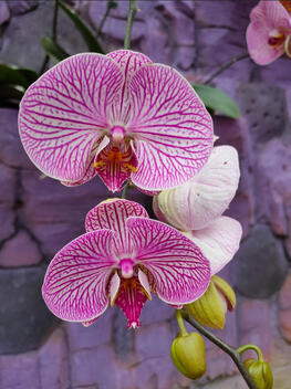 A photo of an orchid flower